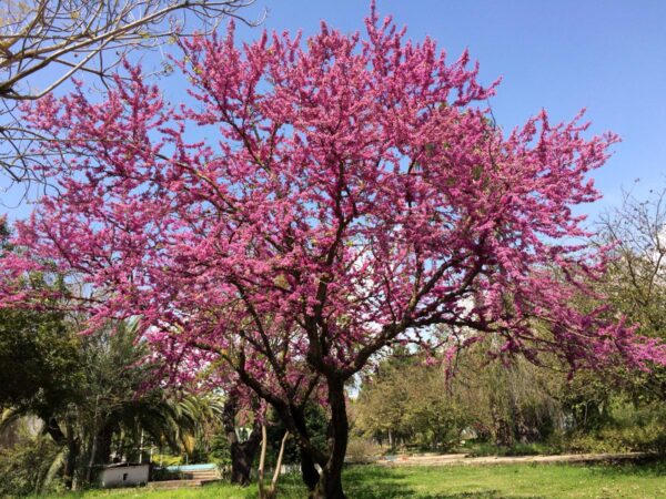 <i>Cercis siliquastrum</i>