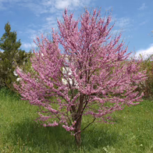 Eastern Redbud tree in full bloom, showcasing vibrant pink flowers against a bright blue sky. Lush green grass surrounds the tree, with other greenery and a building visible in the background.