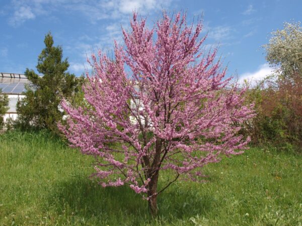 <i>Cercis siliquastrum</i> - Image 7