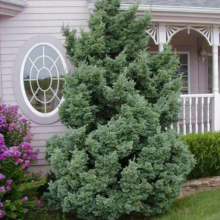 Blue juniper shrub stands prominently in a well-manicured front yard. Lilac bushes and a trimmed green hedge add color, framing a pink house with an oval window and white porch details.