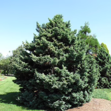 Dense, blue-green juniper shrub in a well-manicured lawn. The evergreen's foliage forms a rounded shape against a clear blue sky, with other trees visible in the background.