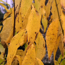 Autumn leaves turning yellow on a tree branch, some with dark spots. Fall foliage with vibrant color and texture.