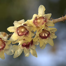 Close-up of wintersweet blossoms on a branch, featuring delicate, translucent yellow petals surrounding a deep maroon center. The flowers are clustered together, radiating a sweet, subtle fragrance in winter.