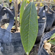 Close-up of a vibrant green honeysuckle leaf with detailed venation, growing in a nursery among black grow bags. The leaf's texture and color are highlighted in the sunlight.