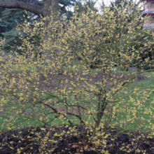 Aromatic winter hazel shrub bursting with fragrant yellow flowers in a garden setting. The bare branches are covered in delicate blooms, with a pagoda-style building visible in the background.