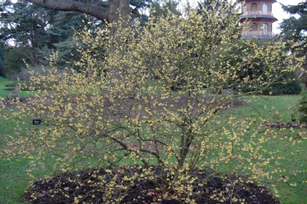 <i>Chimonanthus praecox</i> - Image 6