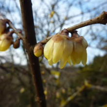 Fragrant wintersweet blossoms, a delicate yellow, hang from a bare branch against a blurred winter sky. The early spring blooms offer a promise of warmer days ahead.