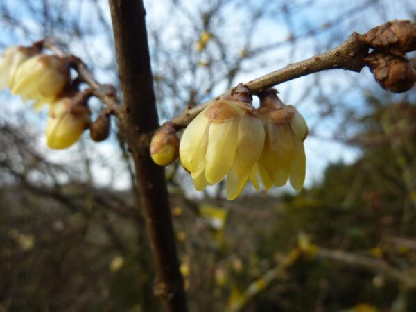 <i>Chimonanthus praecox</i> - Image 7