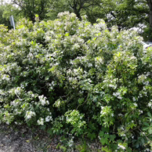 A lush, rounded mock orange shrub in full bloom, showcasing clusters of small white flowers against a backdrop of glossy green leaves. The shrub thrives in a park setting near a gravel parking lot.