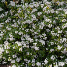 Indian Hawthorn shrub bursting with clusters of small white flowers and glossy green leaves. A dense, flowering hedge.