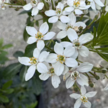 Close-up of Mexican Orange Blossom flowers, showcasing their delicate white petals and yellow stamens against a green leaf background.