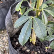 Close-up of a potted Pseudopanax lessonii 'Purpurea' plant with glossy, palmate leaves. The dark green foliage shows prominent veins, and the plant is growing in a black nursery pot filled with dark mulch.