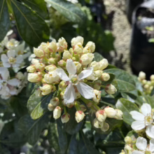 Close-up of Choisya ternata 'Sundance' flowers, showcasing their white petals and yellow buds against glossy green leaves.