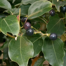 Glossy green leaves and clusters of dark purple berries on a Carolina Laurel Cherry tree. The leaves are smooth with wavy edges, and the berries are ripe and round.