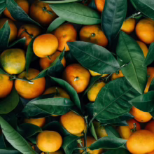Fresh tangerines with vibrant green leaves, a bountiful citrus harvest.