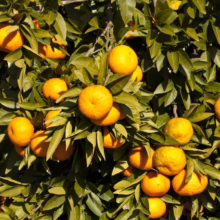 Abundant oranges ripen on a lush tree, with deep green leaves and bright orange fruit illuminated by sunlight. The citrus orchard promises a bountiful harvest.