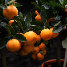 Close-up of a vibrant calamondin orange tree, its branches laden with ripe, bright orange fruit amidst glossy green leaves. The small tree is potted, with a price tag of "30" visible, suggesting it's for sale.