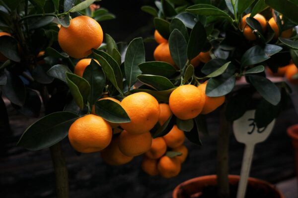 <i>Citrus reticulata</i> 'Satsuma' - Image 2