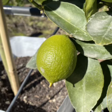 Close-up of a vibrant green lemon ripening on a tree, surrounded by lush leaves. The lemon's textured skin is highlighted by sunlight in this garden setting.