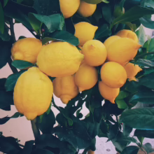 Lush lemon tree laden with ripe, bright yellow lemons amidst dark green leaves. A vibrant, fruitful citrus scene.