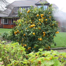 Lush lemon tree laden with ripe fruit in a vibrant garden setting. Quaint house and manicured lawn in the background. A bountiful harvest in a peaceful, sunlit scene.