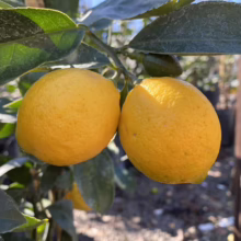 Two ripe Meyer lemons hang from a tree, their bright yellow peels contrasting with the green leaves. Sunlight illuminates the lemons, highlighting their textured surfaces.