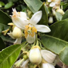 Citrus grapefruit ‘Golden Special’ (Grapefruit) flowers.