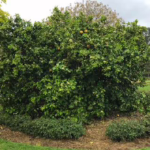 Citrus grapefruit ‘Golden Special’ (Grapefruit) tree.