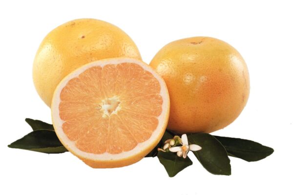 <i>Citrus</i> x <i>paradisi</i> 'Golden Special'