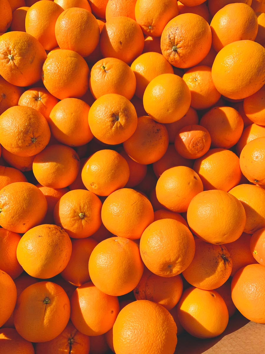 Citrus orange ‘Parent Navel’ (Orange) lots of fruit.