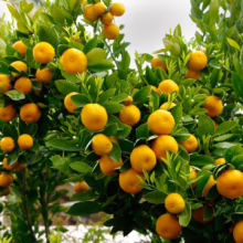 Citrus orange ‘Valencia’ (Orange) fruit filled branches.