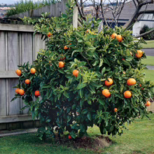 Citrus orange ‘Washington Navel’ (Orange) bush.