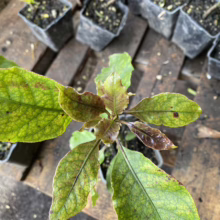 Seedling with discolored leaves, possibly nutrient deficiency or disease, sits among other seedlings in black plastic pots on a weathered wooden pallet.