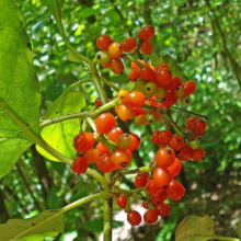 Clusters of vibrant orange and green wild berries grow on a lush green plant in a tropical forest setting. The berries are round and glossy, contrasting with the large, veined leaves.