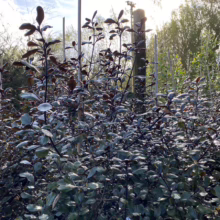 Rows of young Pittosporum plants, ready for hedging, with dark green and bronze leaves. These evergreen shrubs are ideal garden shrubs for creating a dense, formal hedge.