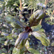 Close-up of a glossy, dark green and burgundy shrub with water droplets on its leaves. The plant has an intriguing color variation and texture, adding visual interest to the garden.