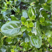 Close-up of glossy green Japanese boxwood leaves, showcasing their vibrant color and dense foliage.