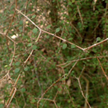Close-up of a Coprosma shrub with small, round green leaves and brown, wiry branches. The dense foliage creates a textured, natural background.