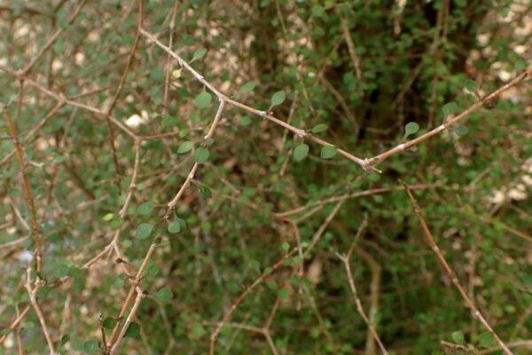 <i>Coprosma virescens</i> - Image 2