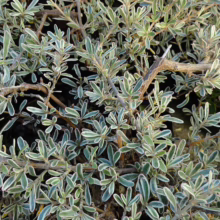 Close-up of a silver leaf cotoneaster shrub with small, variegated leaves of green and white, showcasing its delicate texture and branching pattern.