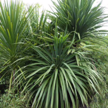 Cordyline australis (Cabbage Tree) Foliage