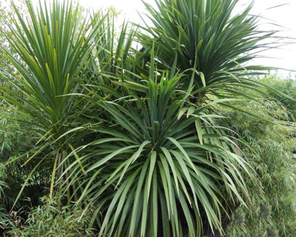 <i>Cordyline australis</i> - Image 2