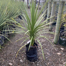 25L Cordyline australis (Cabbage Tree) at Leafland