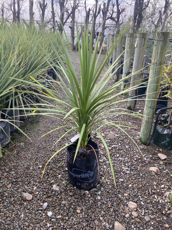 25L Cordyline australis (Cabbage Tree) at Leafland