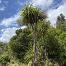 Cordyline australis (Cabbage Tree) in bush