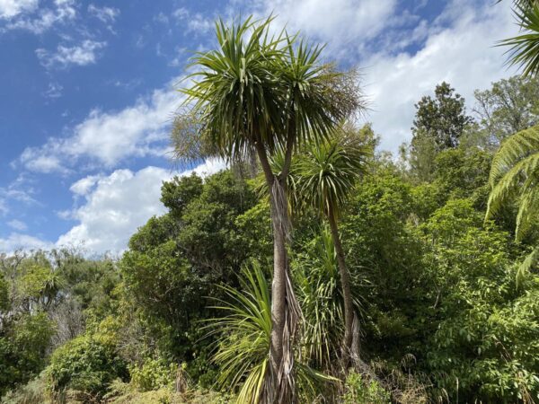 <i>Cordyline australis</i> - Image 3