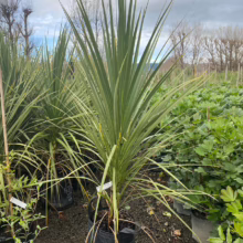 35L Cordyline australis (Cabbage Tree)