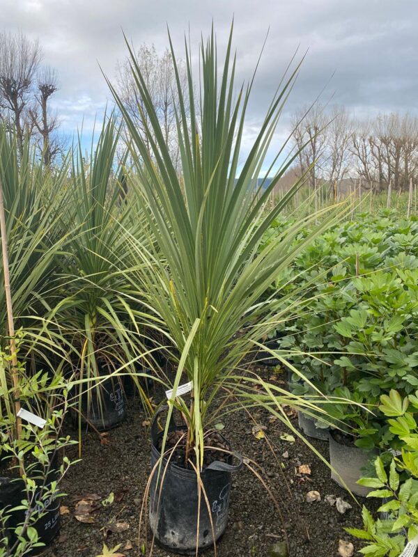 35L Cordyline australis (Cabbage Tree)
