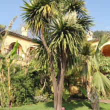 Cordyline australis (Cabbage Tree) in garden