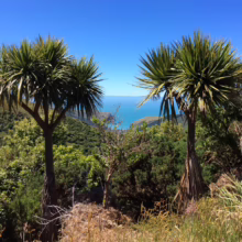 Cordyline australis (Cabbage Tree) in bush